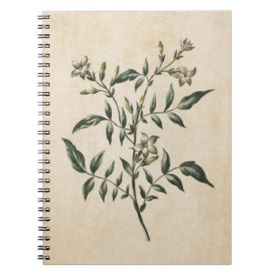 Vintage Botanical Floral Jasmine Illustration Notebook