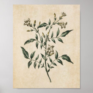 Vintage Botanical Floral Jasmine Print