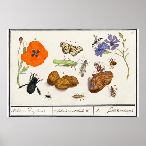 Vintage Botanical Floral Natural History de Boodt Poster