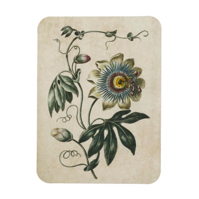 Vintage Botanical Floral Passion Flower Magnet (Vertical)