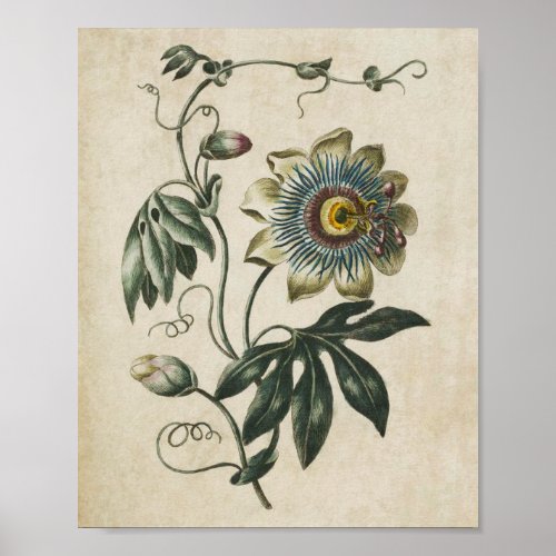 Vintage Botanical Floral Passion Flower Print