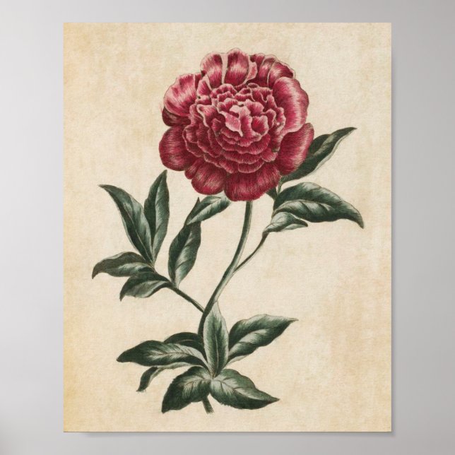 Vintage Botanical Floral Peony Print (Front)