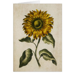 Vintage Botanical Floral Sunflower Illustration