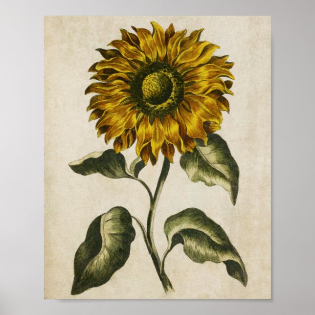 Vintage Botanical Floral Sunflower Print (Front)