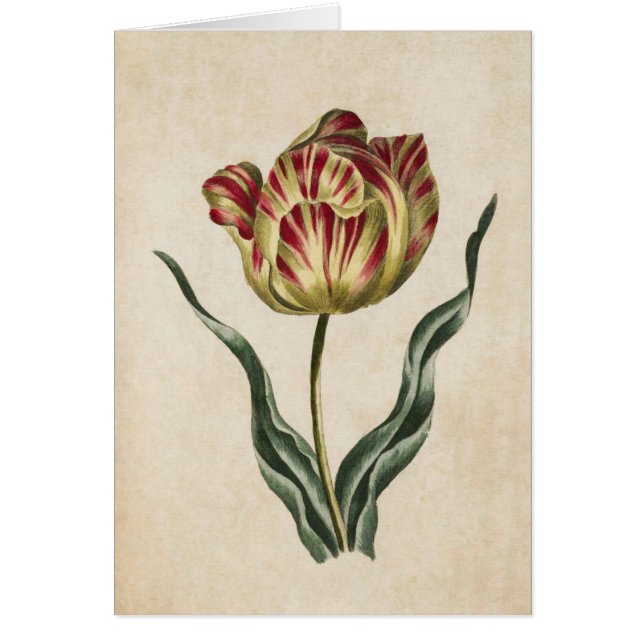 Vintage Botanical Floral Tulip Illustration (Front)