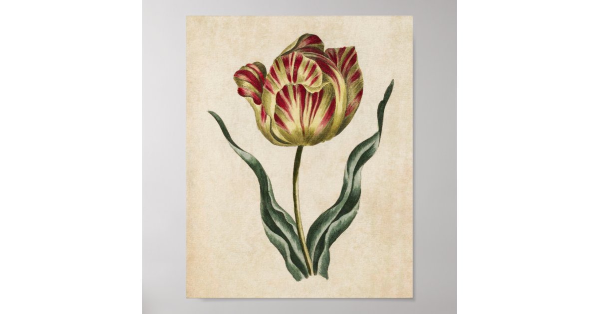 Vintage Botanical Floral Tulip Print | Zazzle