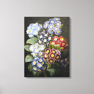 Vintage Botanical Floral Watercolor Art Auriculas Canvas Print