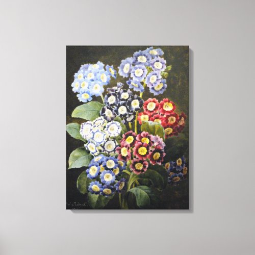 Vintage Botanical Floral Watercolor Art Auriculas Canvas Print