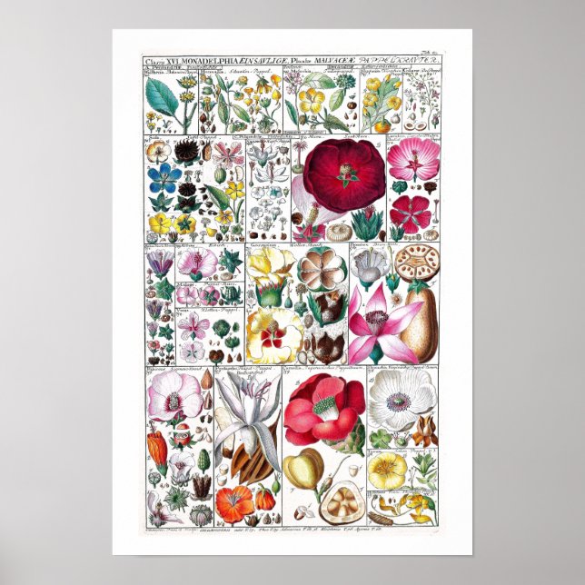 VINTAGE BOTANICAL FLOWER CHART POSTER BY FUESSLI (Front)