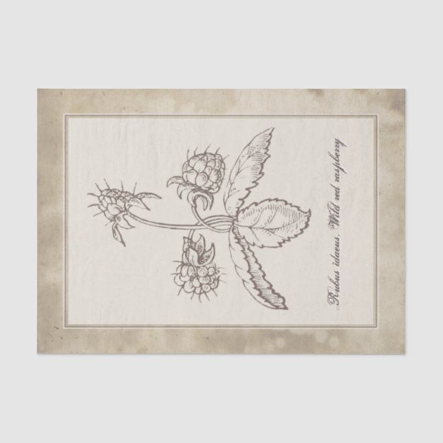 Vintage Botanical Flower Fruit Parchment Decoupage Tissue Paper (Front)