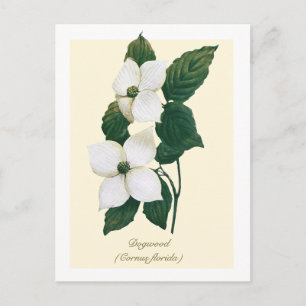 Vintage Botanical Flowering Dogwood Postcard