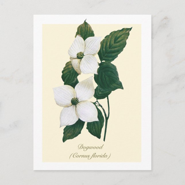 Vintage Botanical Flowering Dogwood  Postcard (Front)