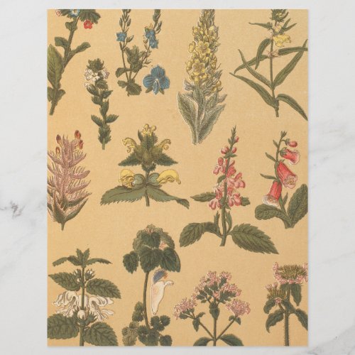 Vintage Botanical Flowers Scrapbook Paper 