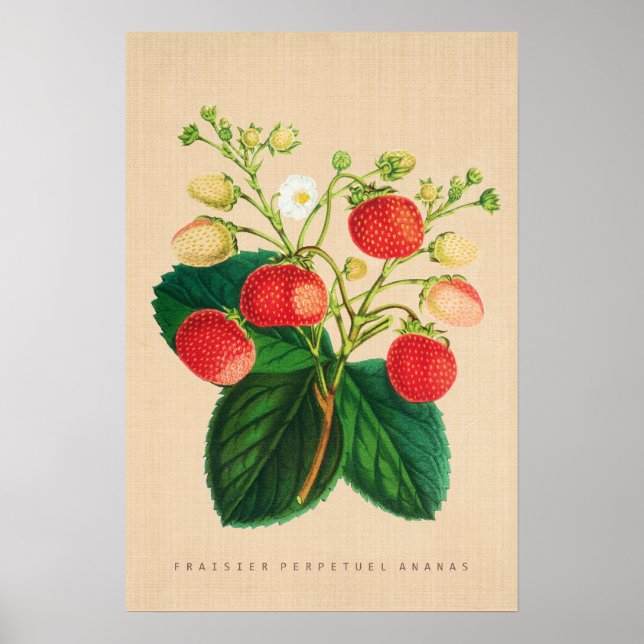 Vintage Botanical - Fraisier Perpetual Ananas Poster (Front)
