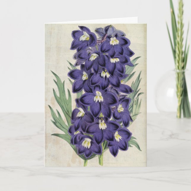 Vintage Botanical Fraser's Bee Larkspur Card (Front)