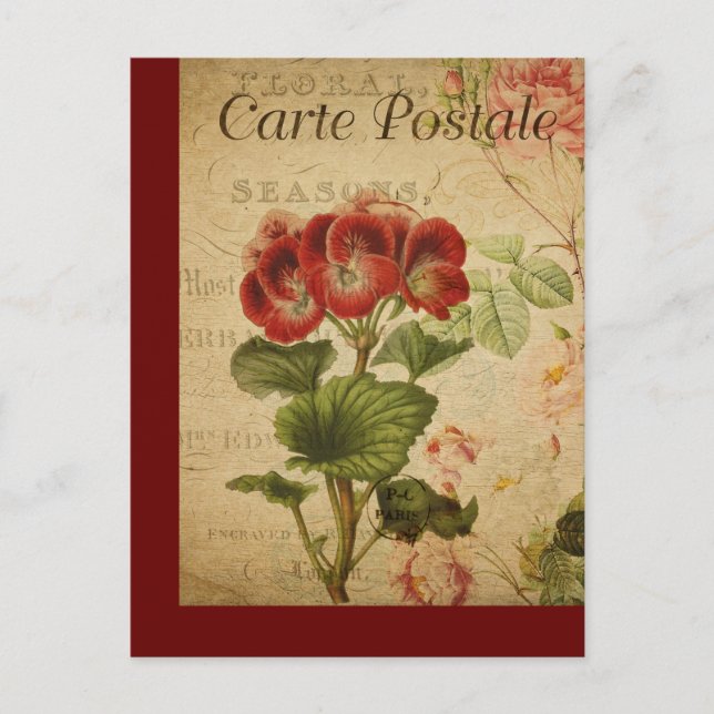 Vintage Botanical French Post Card Pelargonium (Front)