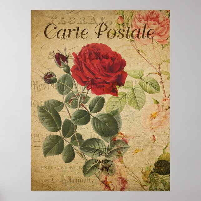 Vintage Botanical French Postcard Rose Poster (Front)