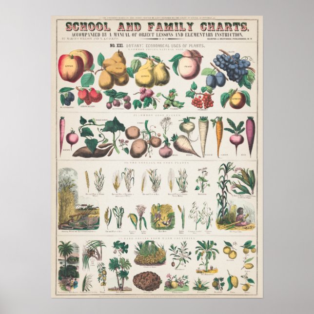 Vintage Botanical Fruits Educational Poster (Front)