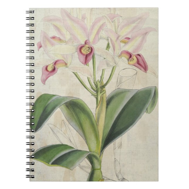 Vintage Botanical Guatemalan Cattleya Notebook (Front)