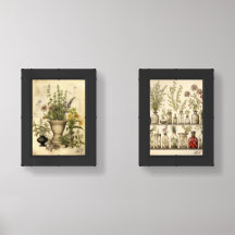 Vintage Botanical Herb Wall Art Prints