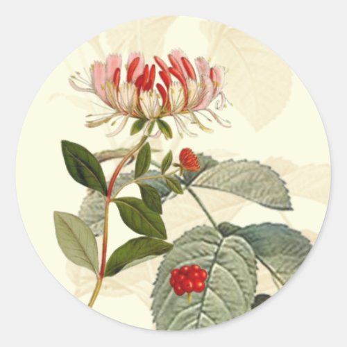 Vintage Botanical Honeysuckle Montage Classic Round Sticker