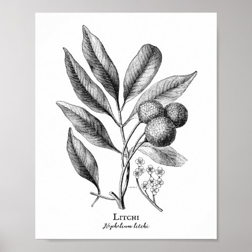 Vintage Botanical IIlustration Litchi Poster