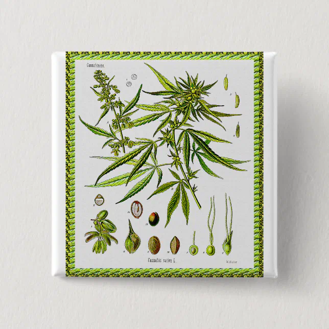 Vintage Botanical Illustration, 1897 - A weed Pinback Button | Zazzle