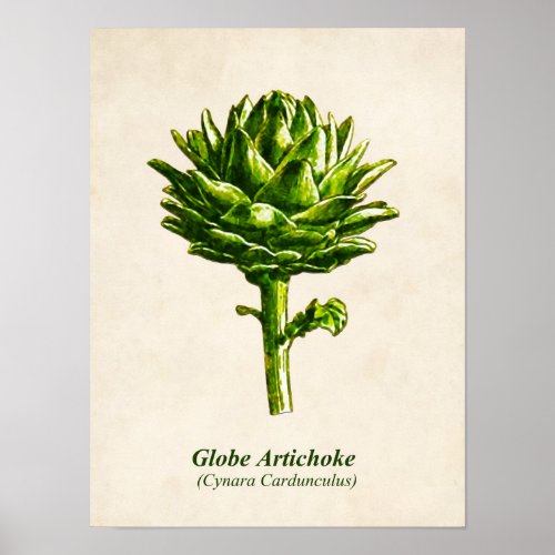 Vintage Botanical Illustration Artichoke Poster