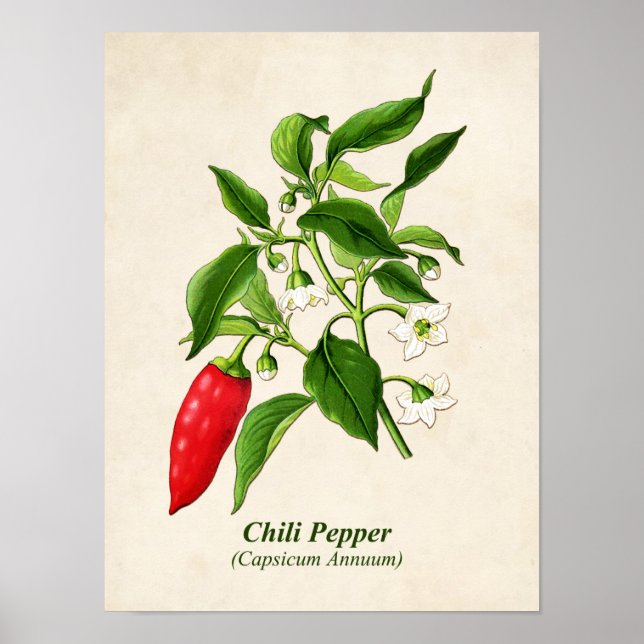 Vintage Botanical Illustration, Chili Pepper Poster (Front)