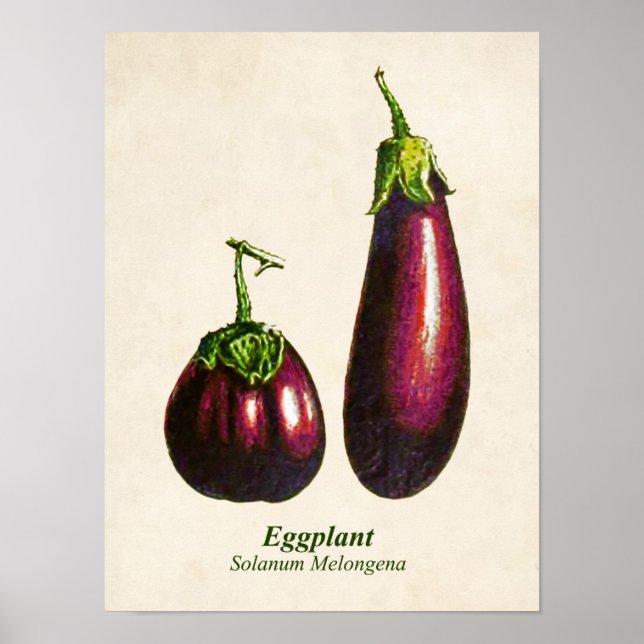 Vintage Botanical Illustration, Eggplants Poster (Front)