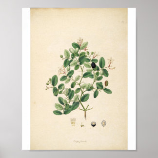 Vintage Botanical Illustration Floral Art Poster