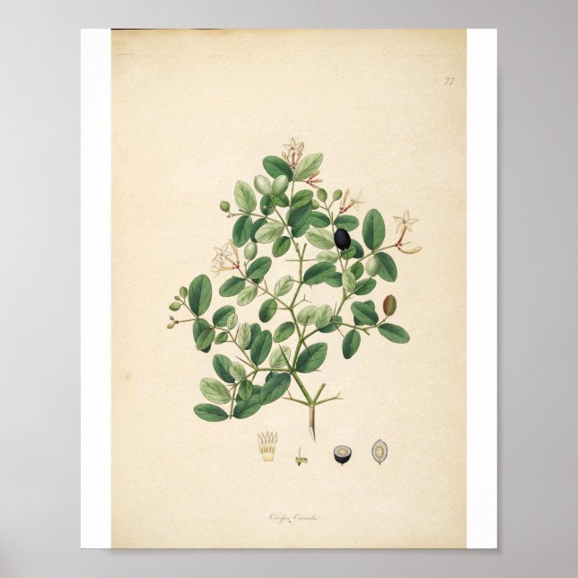 Vintage Botanical Illustration Floral Art Poster (Front)
