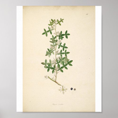 Vintage Botanical Illustration Floral Art Poster