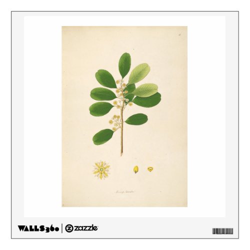 Vintage Botanical Illustration Floral Art Wall Decal