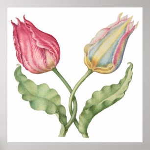 Vintage botanical illustration flower Tulip Poster