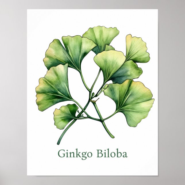 Vintage Botanical Illustration Ginkgo Poster (Front)