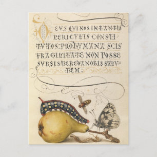 Vintage Botanical Illustration Holiday Postcard