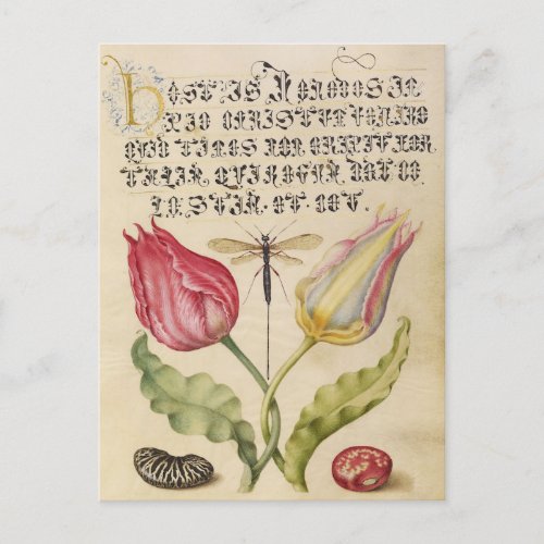 Vintage Botanical Illustration Holiday Postcard