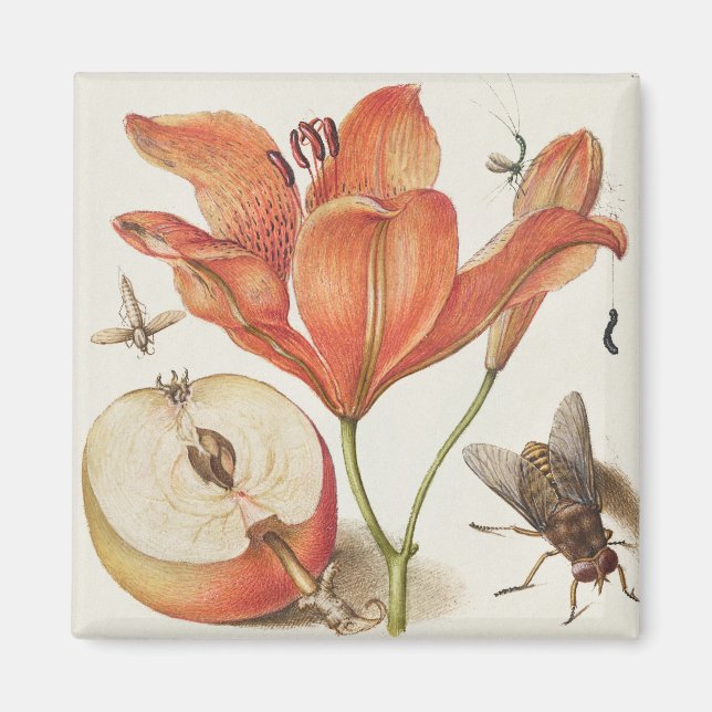 Vintage Botanical Illustration  Magnet (Front)