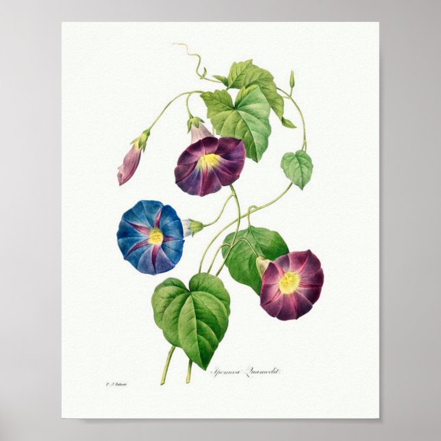 Vintage Botanical Illustration Morning Glory Poster (Front)