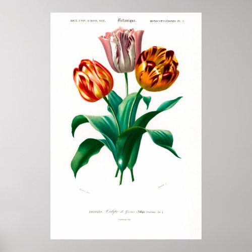 Vintage botanical illustration of a tulip poster