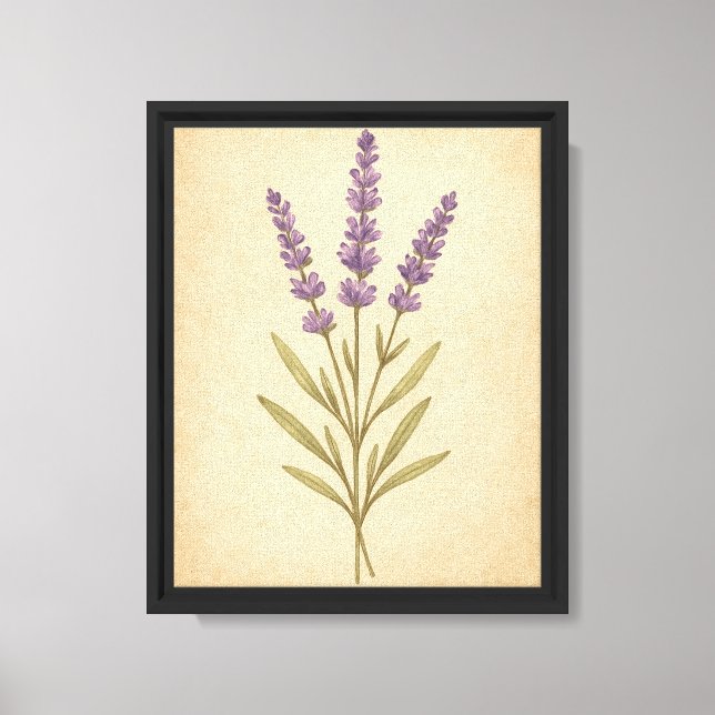 Vintage Botanical Illustration of Lavender Flowers Canvas Print (Front)