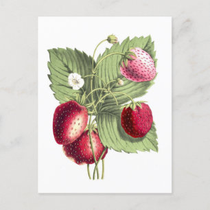 Vintage Botanical Illustration of Strawberry Postcard
