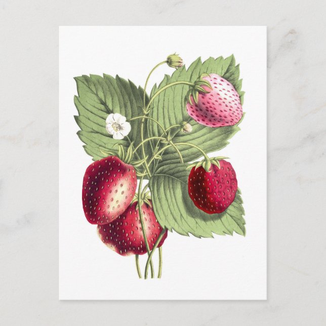 Vintage Botanical Illustration of Strawberry Postcard (Front)