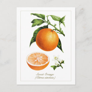 Vintage Botanical Illustration Orange Fruit  Postcard