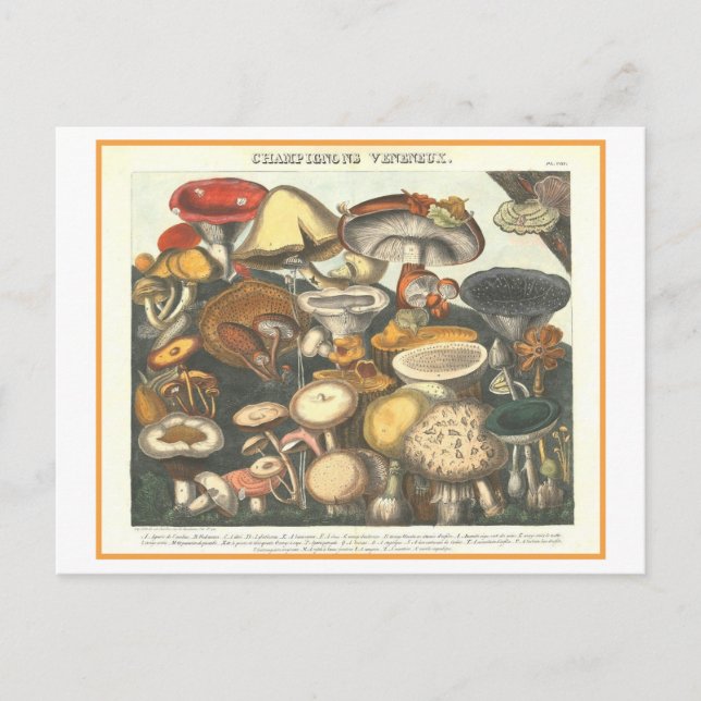 Vintage Botanical Illustration Poisonous Mushrooms Postcard (Front)