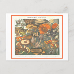 Vintage Botanical Illustration Poisonous Mushrooms Postcard