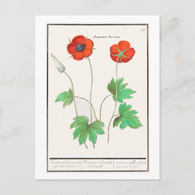 Vintage Botanical Illustration Poppy Flowers Postcard (Front)