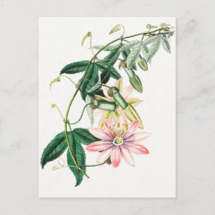 Vintage Botanical Illustration Postcard