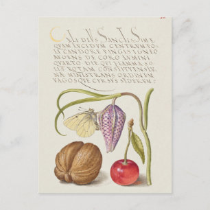 Vintage Botanical Illustration Postcard